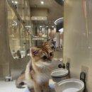 옥수수 펫샵 이미지