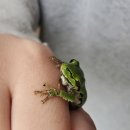 청개구리 이미지