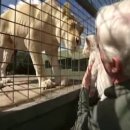 Rare white African lion cubs born in Australia ( 희귀종 흰색 새끼사자 호주에서 태어나) 이미지