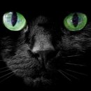 검은고양이 이미지