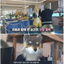 VJ특공대에 나온 퍼리매니아.jpg 이미지
