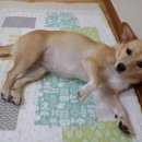 코기절미 이미지