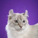 멋진 고양이 이미지