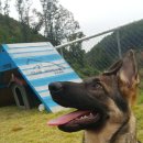 셰퍼트 분양 이미지