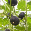 봄뜰에농장 이미지