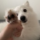 댕스토리 네이버블로그