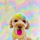 놀러오개 애견유치원 애견호텔 동대문점 이미지