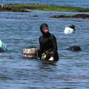 제주 해녀의 물옷과 물질도구(15점) 이미지