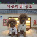 페블라썸 | 전주강아지놀이터) 24시 강아지놀이터 #페블라썸 #전주대형견놀이터