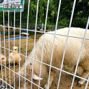 치악산황둔청소년수련원 | 강원 원주 자연 속 힐링 캠핑, &#39;피노키오숲&#39; 다녀왔어요! 🌲🏕️