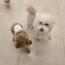 일산애견호텔 강아지유치원 맘바이일산점 네이버블로그