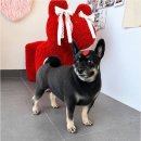 Coco Grooming 네이버블로그
