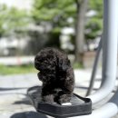 도그앤캣 동물병원 | 우리 댕댕이, 홍대강아지분양 요미독앤캣에서 만났어요! 🐶💖