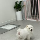 이뻐질개 이미지