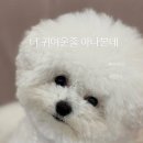 지나댕댕 이미지