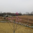 진달래농장 이미지