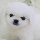 살랑살랑 이미지