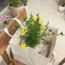 부산 연산동 꽃집.퓨어니크.꽃바구니, 화분 다 너무 예뻐..‎ꕀ꙳