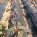 하임농장 이미지