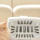 주식회사 페페 이미지