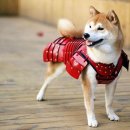 반려동물의상제작 이미지