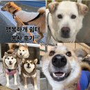 행복하개 | [봉사] 인천 서구/김포 유기견 보호소 "행복하개 쉼터" 첫 봉사 후기