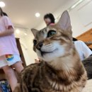 고양이별 캣 카페 이미지