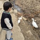 오리 베이커리 | [​의정부 투하츠 베이커리] 오리가 있는 유럽 감성 대형 카페 후기🦢