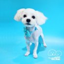 강아지미용실502 이미지