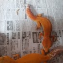 메이팅