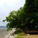 월정방풍림 이미지