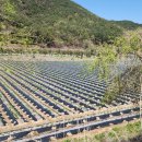 죽림2로가로수 이미지