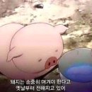 교촌치킨복대