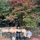 상창리-4 | 서귀포 가볼만한곳 제주 동백명소 아이랑 다녀온 카멜리아힐