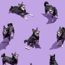 부여애견 이미지