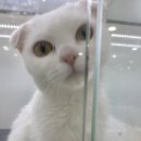 민들레 캐터리 네이버블로그