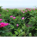 춘장대해수욕장 이미지