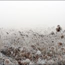 갈대이야기 이미지