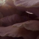 서울동물 이미지