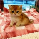 강남고양이분양 호야캣 이미지