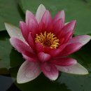 하이얀목장 이미지