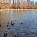 2025 12월 천천래미안 &amp; 인근아파트 매매 및 전세시세[천천,래미안,아파트,부동산,공인,중개사,삼성.성대,성균관,대,역,부근,원룸 이미지