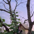 친환경까치마을 이미지