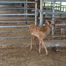 장군목장 이미지