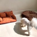 아이몽 애견 유치원 이미지