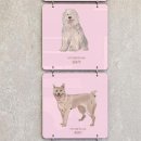 우리강아지 이미지