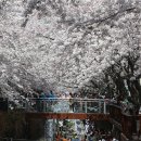 봄꽃 즐기기 좋은 경상남도 지역축제 이미지