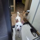 하루산책 - 연제구 과정로208번길 14 | (당근🥕)강아지 케어•산책 하루 아르바이트_후기🐶🐾