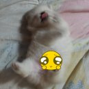 낼름&애견샵 이미지