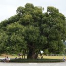 성밖숲정보센터 | 경북 성주 가볼만한곳 성주 성밖숲 맥문동 꽃구경 후기